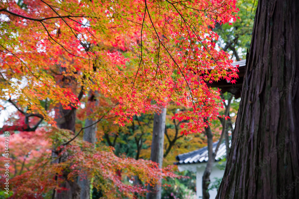 Fototapeta premium 京都真如堂の紅葉