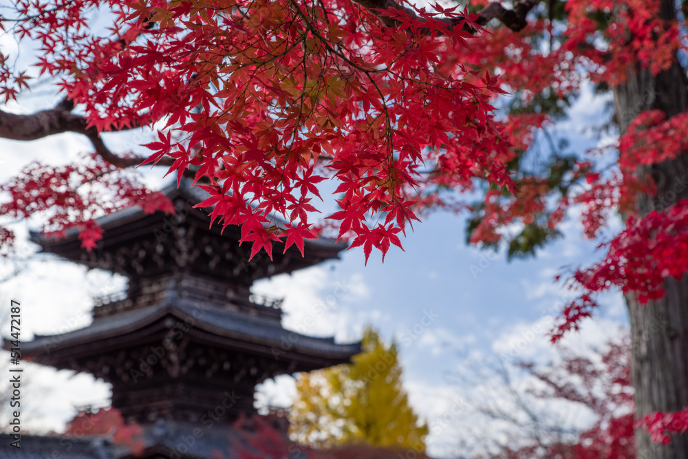 京都真如堂の紅葉