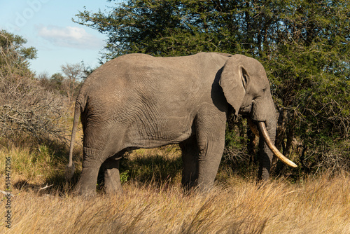   l  phant d Afrique  Loxodonta africana  gros porteur  Parc national Kruger  Afrique du Sud