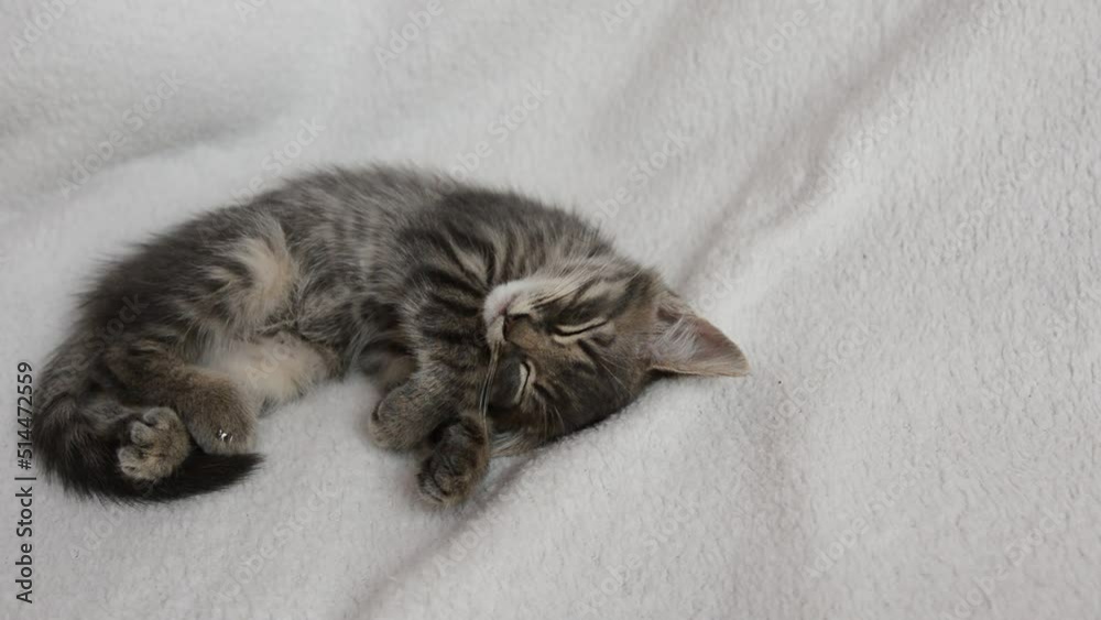Small gray cat sleeping without hind legs on white background. Cute pets.