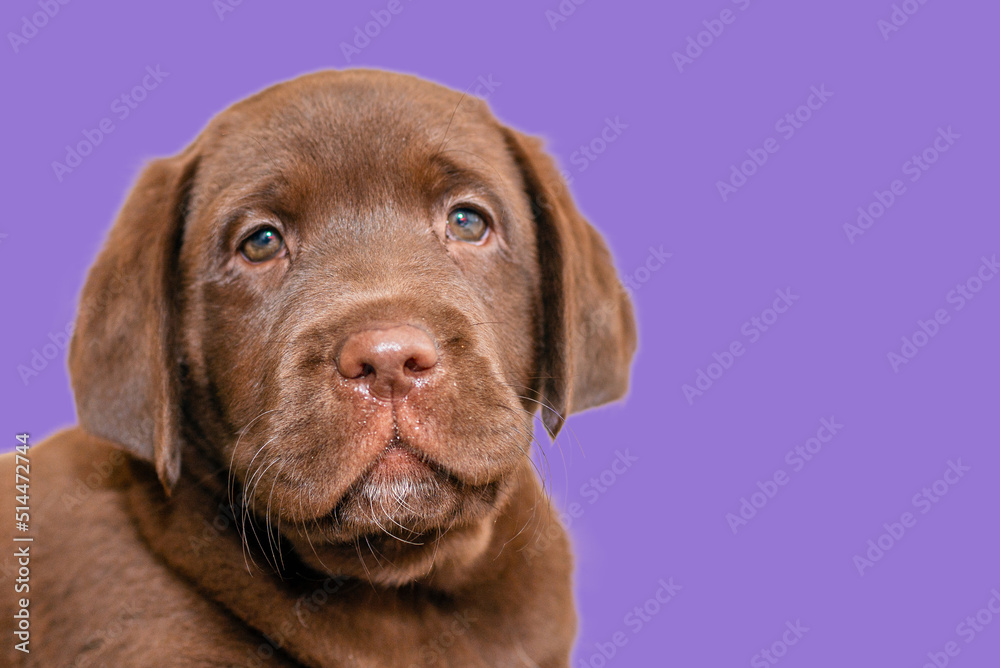 A friendly brown lab puppy head on a isolated purple,veri peri color background.Selective focus on mouth.Copy space.Closeup.