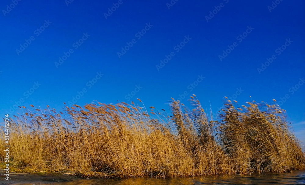 Yellowed reeds against a clear and bright blue sky. Autumn morning at the river. Beautiful autumn landscape. The wind slightly rustles the top of the reeds.