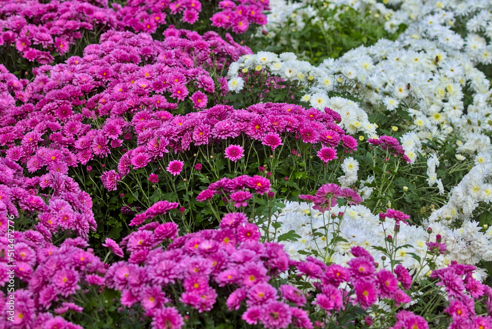 A large flower bed of bright red and white chrysanthemums in the park in autumn. Bright colors of autumn decor set outdoors. Unwrapped flowers of red and white chrysanthemums. A large flower bed of bright red and white chrysanthemums in the park in autumn. Bright colors of autumn decor set outdoors. Unwrapped flowers of red and white chrysanthemums.