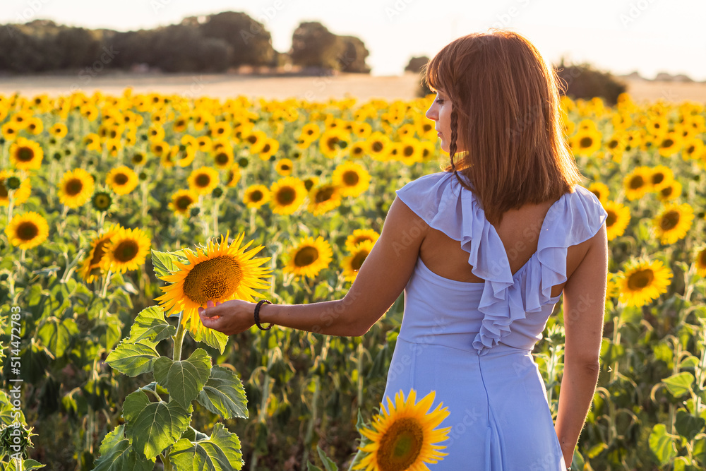 woman in summer sunset in a sunflower field woman in summer sunset in a sunflower field