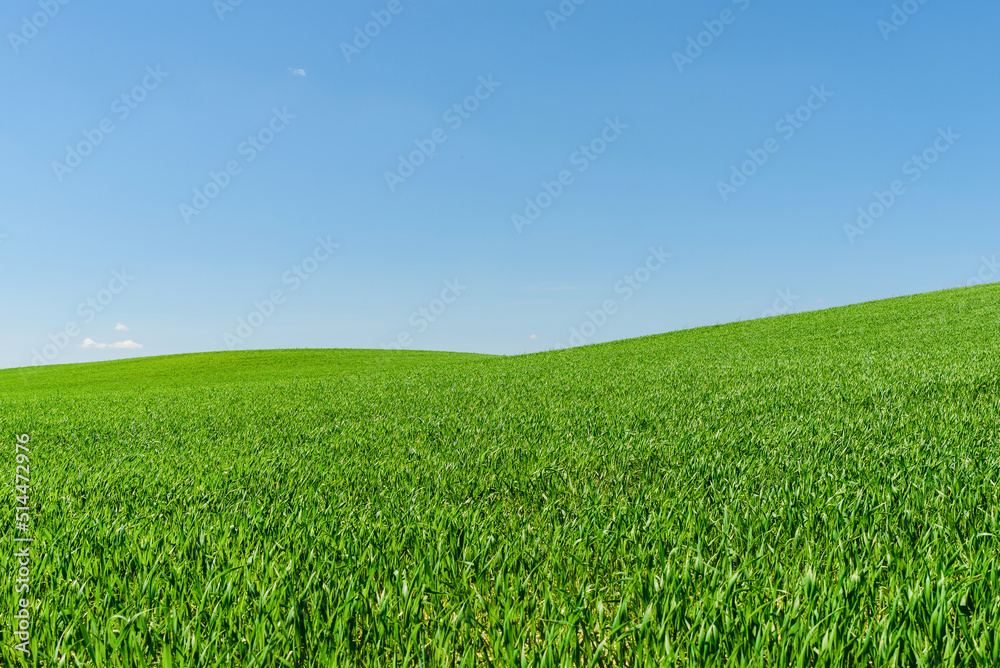 Green wheat spring field landscape with blue sky.Green agrultural field and blue clear day sky. Green wheat spring field landscape with blue sky.Green agrultural field and blue clear day sky.