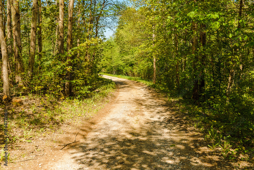 Pathway With Trees On Sunny Day In summer Forest.The road is winding. Pathway With Trees On Sunny Day In summer Forest.The road is winding.