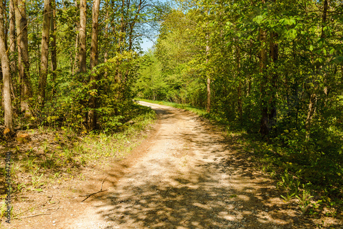 Pathway With Trees On Sunny Day In summer Forest.The road is winding.