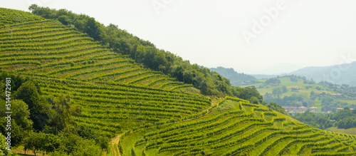 Rows of vineyards in Zarautz, Euskadi photo