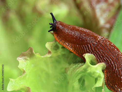 spanish slug in the garden on a lettuce leaf, close up of crawling snail on salad photo