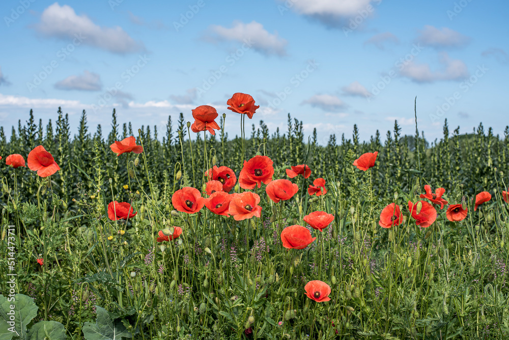 a dark green meadow with red poppies against a  light blue sky
