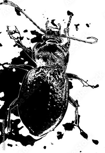 natural insect macro vector study