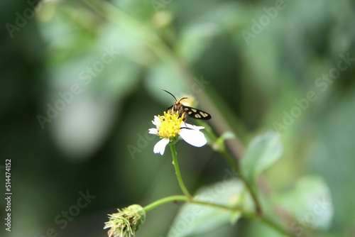 bee on a flower