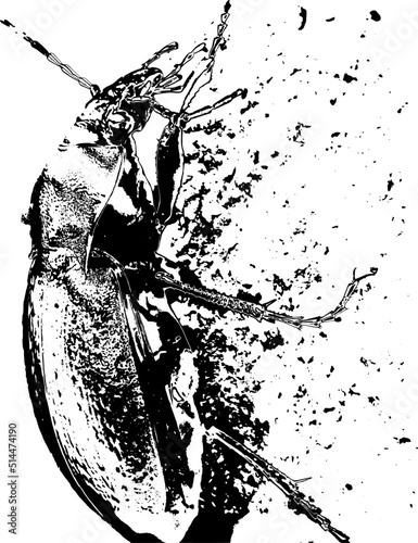 natural insect macro vector study