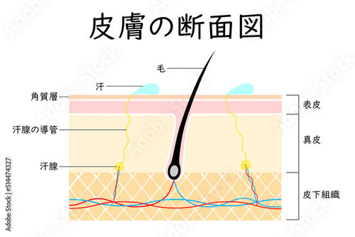 肌の断面図。健康な肌の構造を表すイラスト。