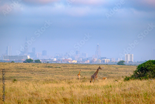 Girafes at Nairobi National Park, Kenya photo