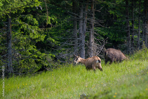 chamois female, rupicapra rupicapra, on the mountains at a sunny morning in summer