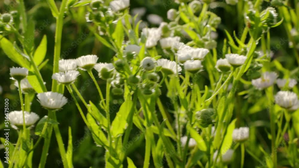 Summer Wildflowers. The Beauty Of Nature Summer Wildflowers. The Beauty Of Nature