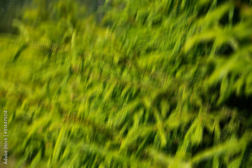 Abstract motion blur spring summer green forest sunny texture background Abstract motion blur spring summer green forest sunny texture background