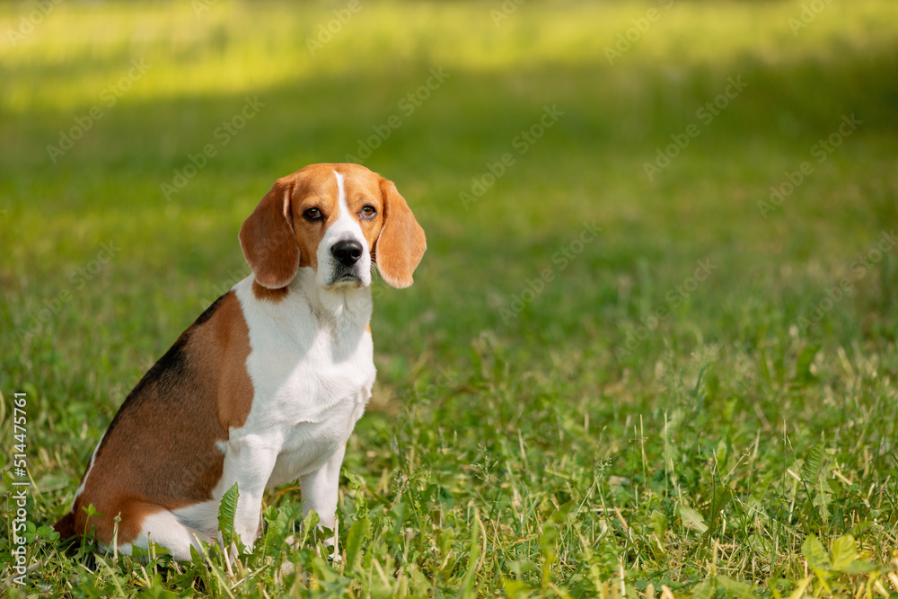 Beagle dog sitting sideways on grass and looking at camera