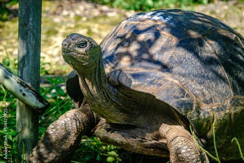 Quadro su tela Giant tortoise in Île aux Aigrettes, Mauritius