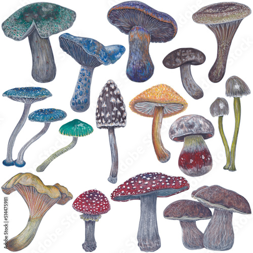 set of watercolor and gouache mushrooms illustration isolated on a white background