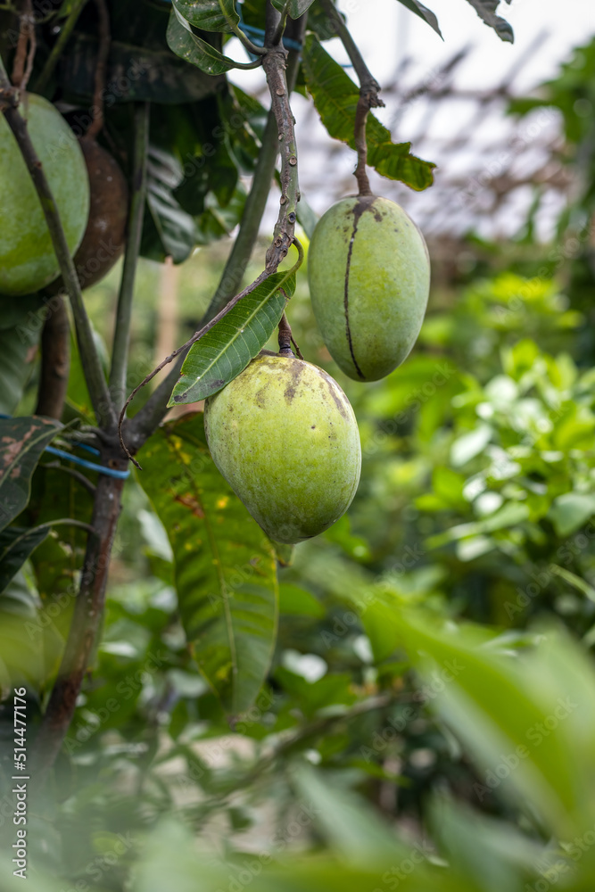 Selective focused raw green mangoes hanging on a branch Selective focused raw green mangoes hanging on a branch