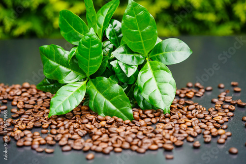 Blätter einer Kaffeepflanze und geröstete Kaffeebohnen photo