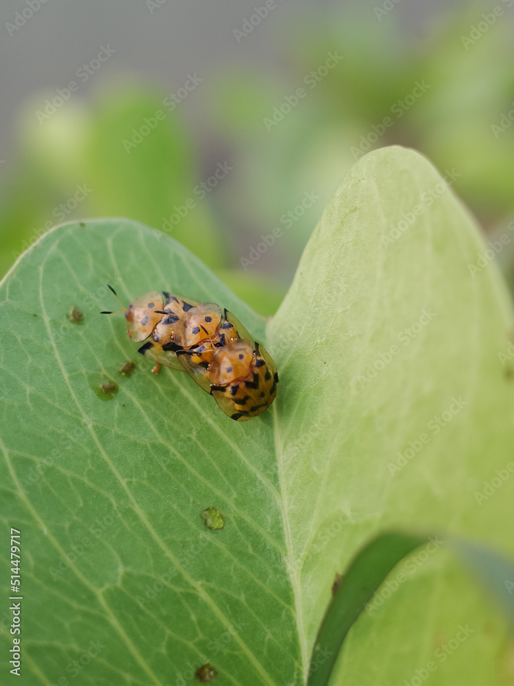 Fototapeta premium butterfly on leaf