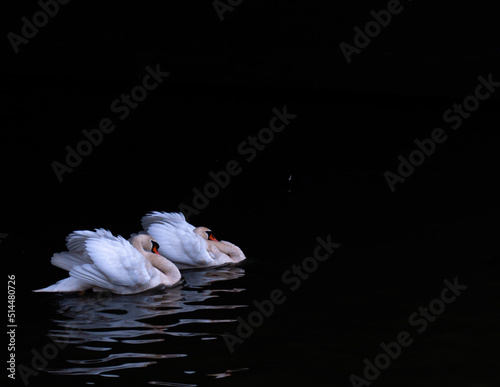 Ptak, łabądź, 
swan