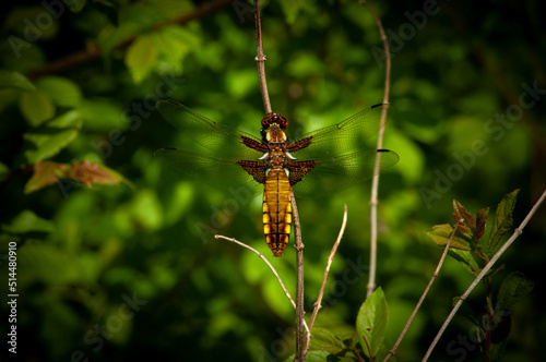 Ważka, dragonfly