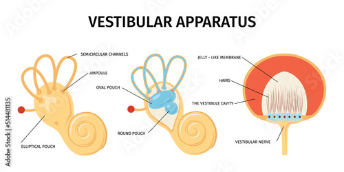 Vestibular Apparatus Anatomy Composition