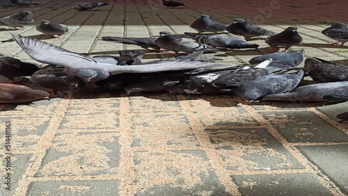 pigeons in the city photo