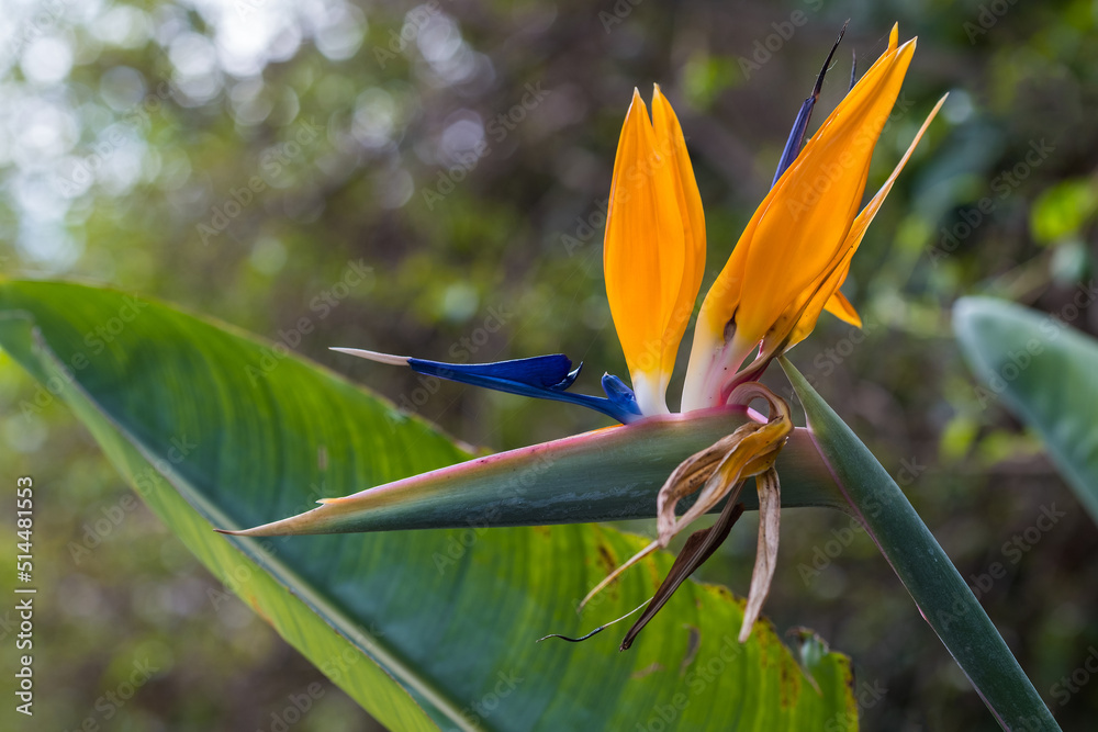 Strelitzia, bird of paradise, or crane lily. Floral background. Home gardening Strelitzia, bird of paradise, or crane lily. Floral background. Home gardening