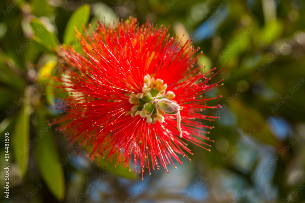 Red bottlebrush flower. Bottlebrush or Little John - Dwarf Callistemon Red bottlebrush flower. Bottlebrush or Little John - Dwarf Callistemon