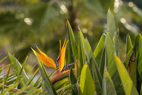 Strelitzia, bird of paradise, or crane lily. Floral background. Home gardening