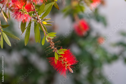 Red bottlebrush flower. Bottlebrush or Little John - Dwarf Callistemon