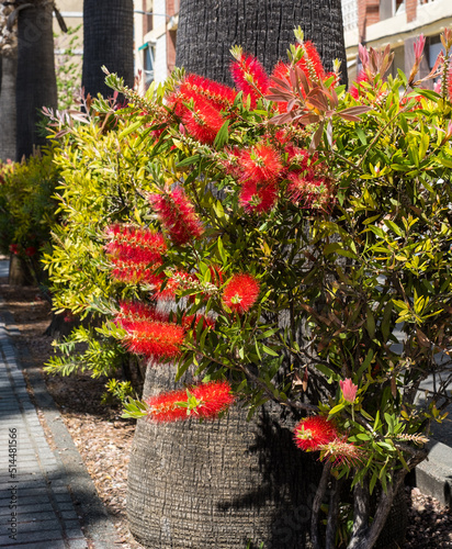 Red bottlebrush flower. Bottlebrush or Little John - Dwarf Callistemon photo