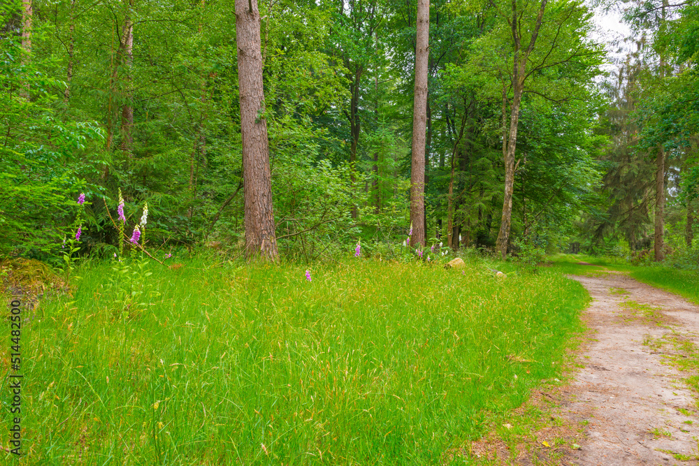 Obraz premium Trees in a green lush forest in bright sunlight and shadow in springtime, Voorthuizen, Barneveld, Gelderland, The Netherlands, June, 2022