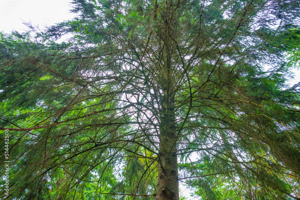 Fototapeta premium Trees in a green lush forest in bright sunlight and shadow in springtime, Voorthuizen, Barneveld, Gelderland, The Netherlands, June, 2022