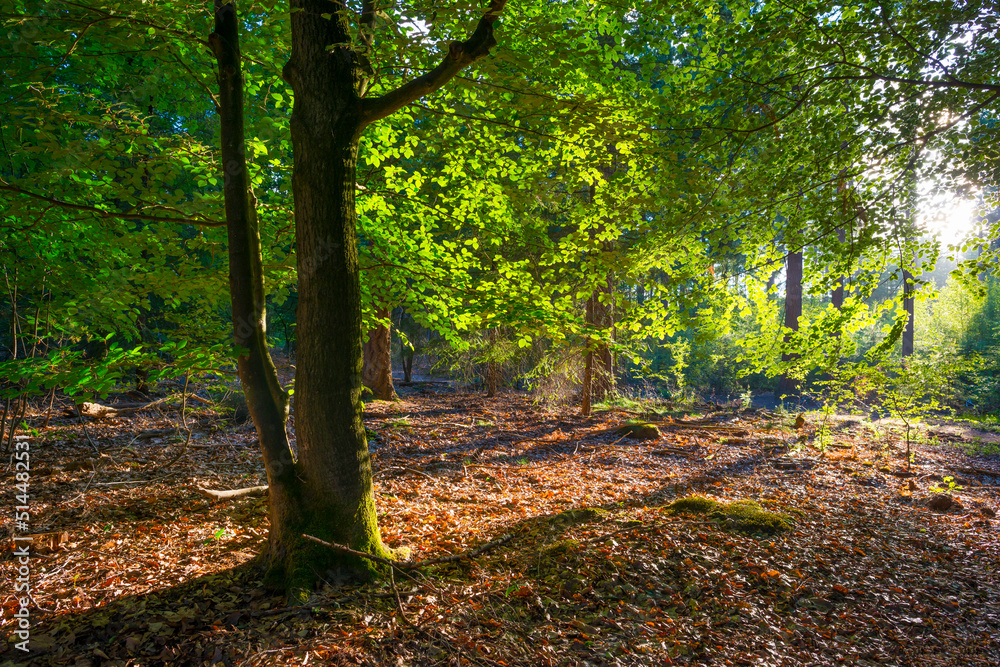 Trees in a green lush forest in bright sunlight and shadow in springtime, Voorthuizen, Barneveld, Gelderland, The Netherlands, June, 2022 Trees in a green lush forest in bright sunlight and shadow in springtime, Voorthuizen, Barneveld, Gelderland, The Netherlands, June, 2022