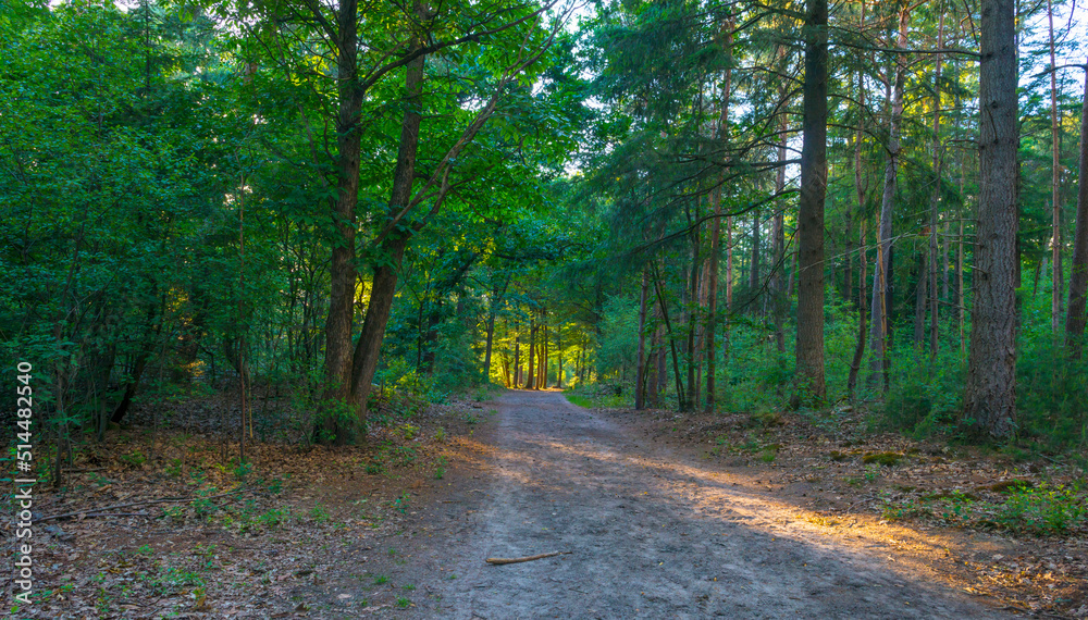 Trees in a green lush forest in bright sunlight and shadow in springtime, Voorthuizen, Barneveld, Gelderland, The Netherlands, June, 2022 Trees in a green lush forest in bright sunlight and shadow in springtime, Voorthuizen, Barneveld, Gelderland, The Netherlands, June, 2022