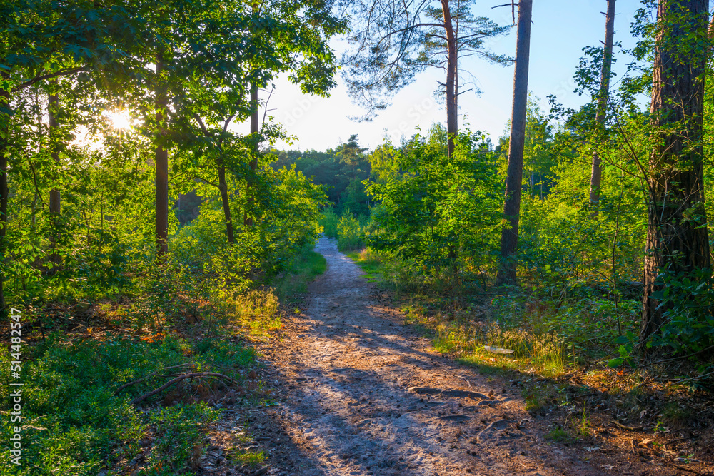 Fototapeta premium Trees in a green lush forest in bright sunlight and shadow in springtime, Voorthuizen, Barneveld, Gelderland, The Netherlands, June, 2022