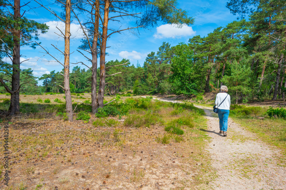 Heather and trees in glade in a forest in bright sunlight in springtime, Voorthuizen, Barneveld, Gelderland, The Netherlands, June, 2022