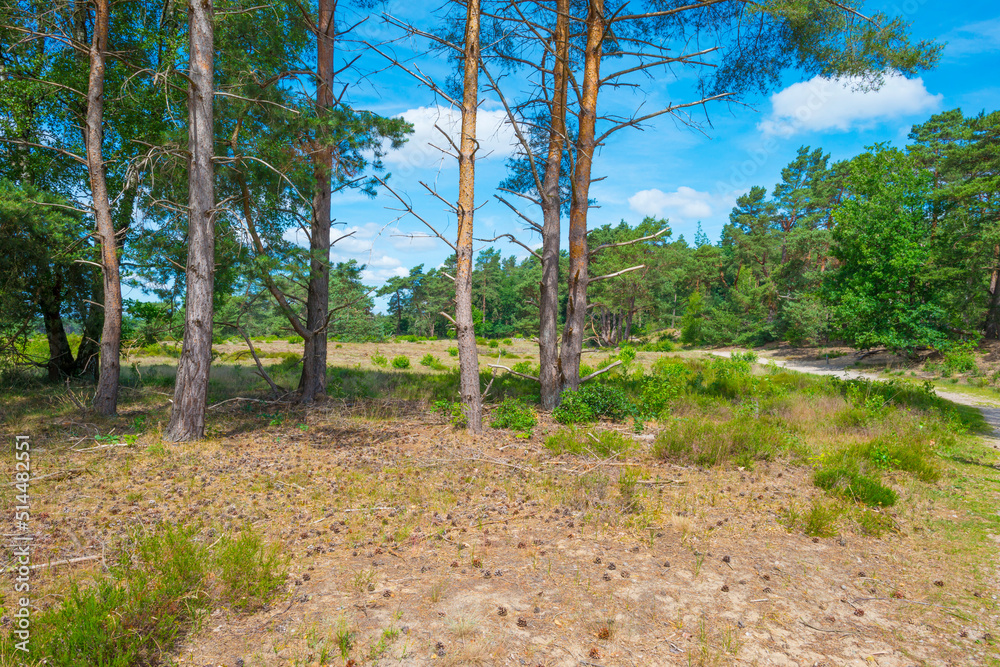 Heather and trees in glade in a forest in bright sunlight in springtime, Voorthuizen, Barneveld, Gelderland, The Netherlands, June, 2022 Heather and trees in glade in a forest in bright sunlight in springtime, Voorthuizen, Barneveld, Gelderland, The Netherlands, June, 2022