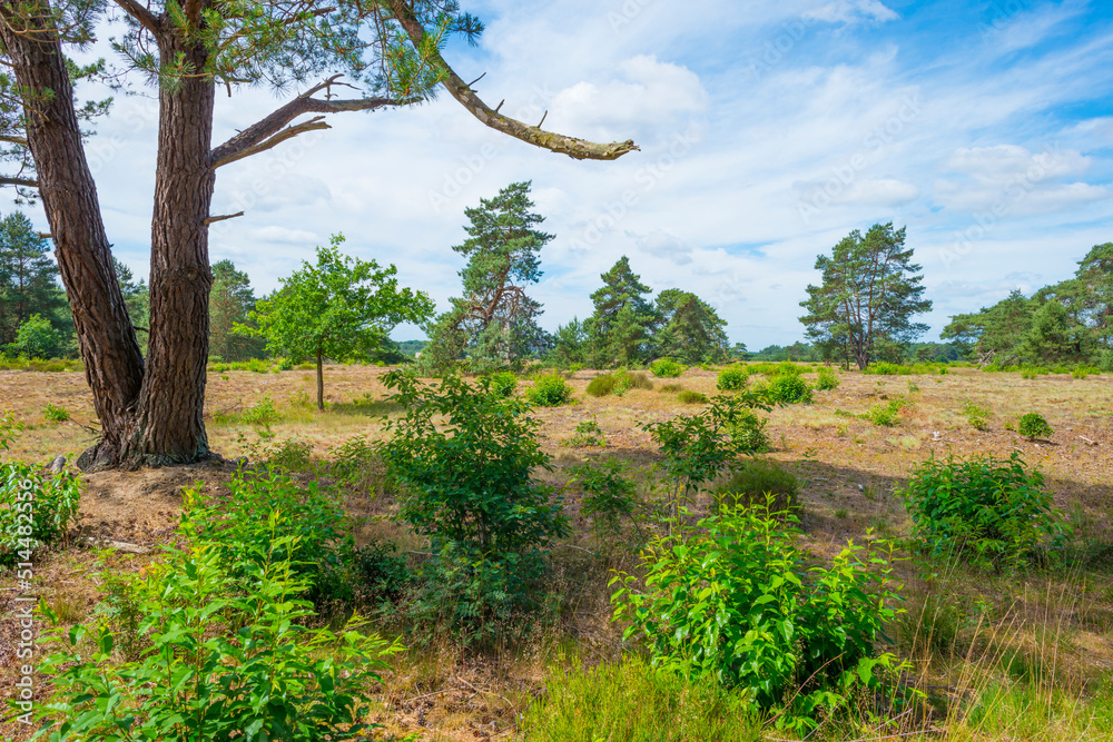 Heather and trees in glade in a forest in bright sunlight in springtime, Voorthuizen, Barneveld, Gelderland, The Netherlands, June, 2022 Heather and trees in glade in a forest in bright sunlight in springtime, Voorthuizen, Barneveld, Gelderland, The Netherlands, June, 2022