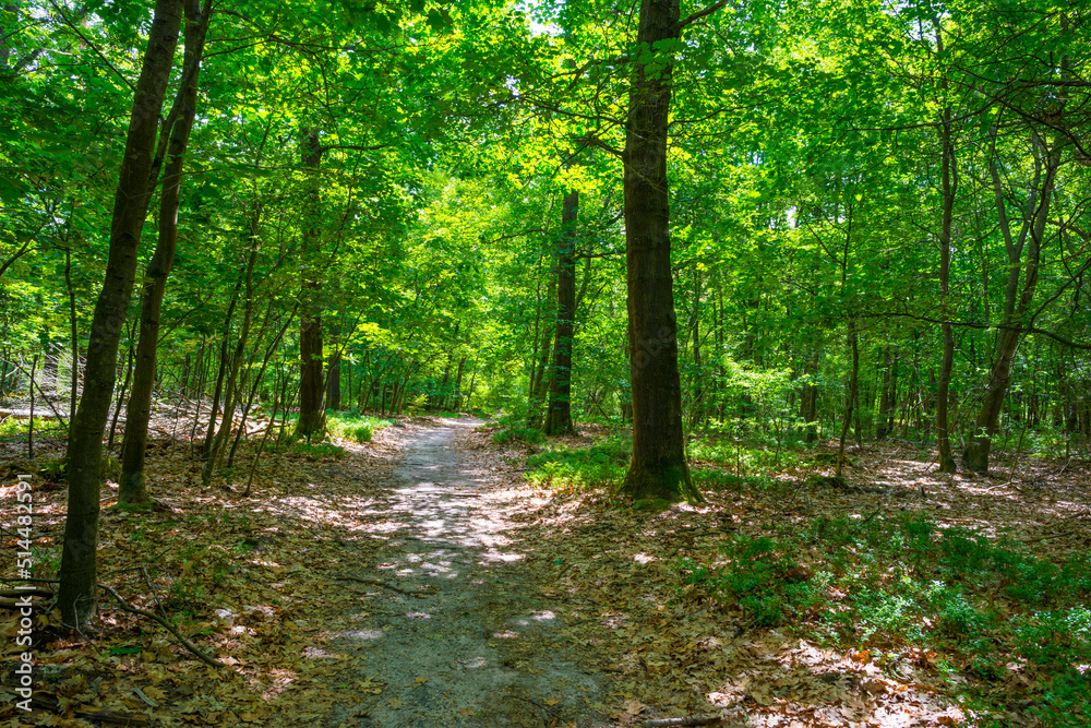 Fototapeta premium Trees in a green lush forest in bright sunlight and shadow in springtime, Voorthuizen, Barneveld, Gelderland, The Netherlands, June, 2022