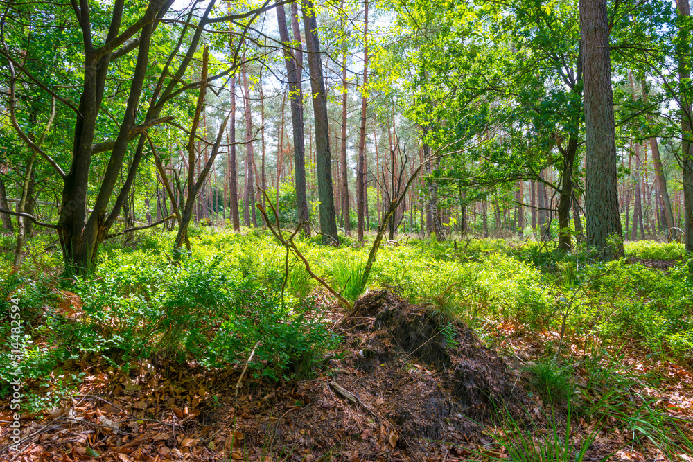 Trees in a green lush forest in bright sunlight and shadow in springtime, Voorthuizen, Barneveld, Gelderland, The Netherlands, June, 2022