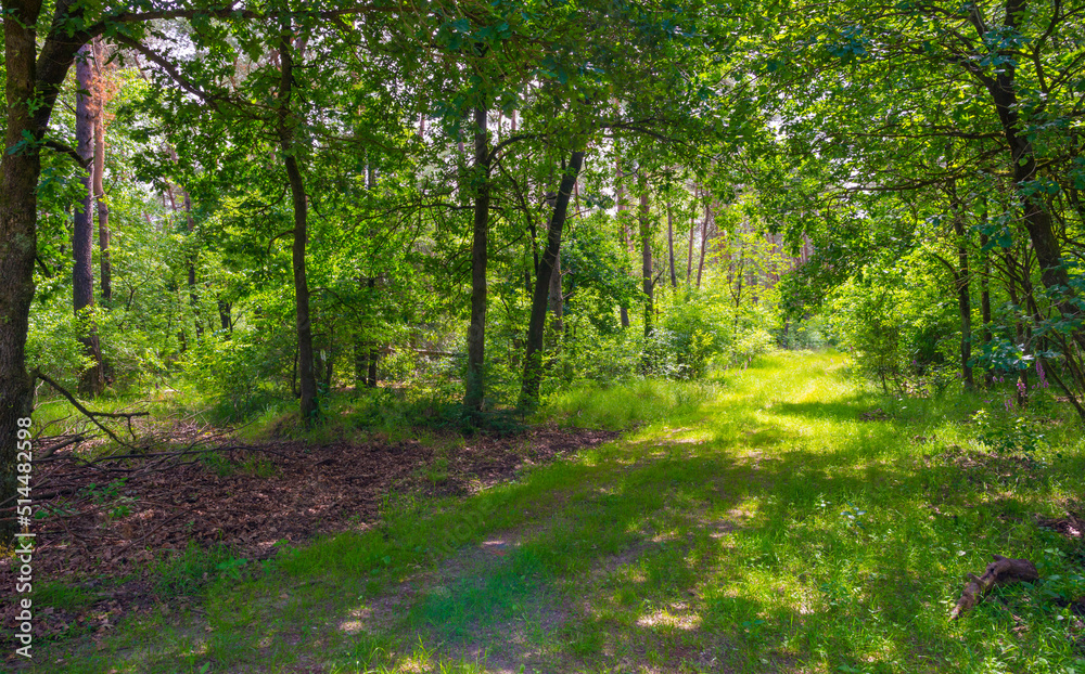 Trees in a green lush forest in bright sunlight and shadow in springtime, Voorthuizen, Barneveld, Gelderland, The Netherlands, June, 2022 Trees in a green lush forest in bright sunlight and shadow in springtime, Voorthuizen, Barneveld, Gelderland, The Netherlands, June, 2022