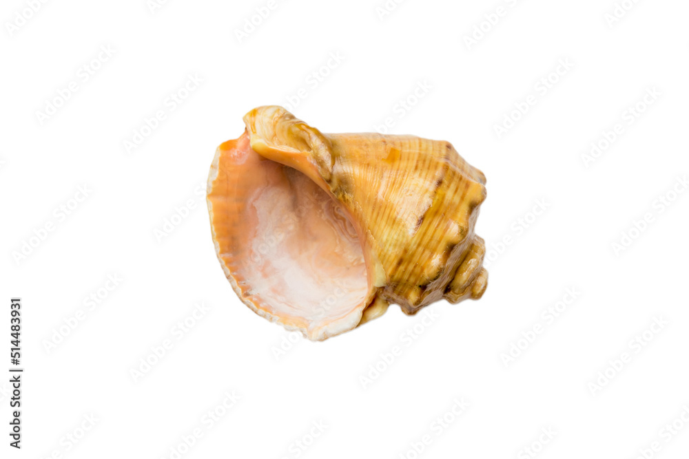 Sea shell isolated on white background. Close up seashell top view Sea shell isolated on white background. Close up seashell top view