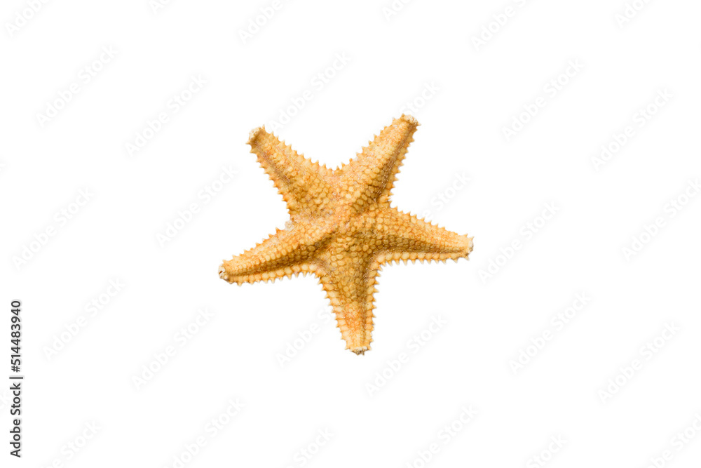 Natural yellow starfish isolated on white background top view Natural yellow starfish isolated on white background top view